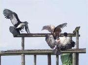 Estructures alars, còndor (Vultur gryphus), voltor comú (Gyps fulvus) i voltor africà (Gyps ruppellii)