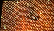 Holograma d'un quadra, bresca  d'abella.