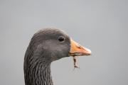 Greylag goose (Anser anser)