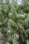 Ginebro (Juniperus Communis)