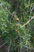 Ginebro (Juniperus Communis)