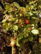 Roure martinenc (Quercus pubescens)