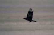 Cornella negra (Corvus corone corone)