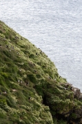 Puffin (Fratercula arctica)