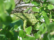 Camaleó comú (Chamaeleo chamaeleon)