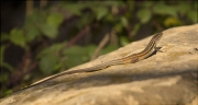 Sargantana cuallarga o Sargantaner gros (Psammodromus algirus)