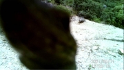Fotoparany al Montsec: Llangardaix passant pel damunt de la càmera 1/2