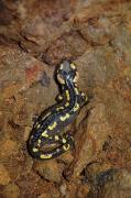 Salamandra comuna (S. salamandra)