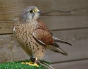 Xoriguer comú(Falco tinnunculus)