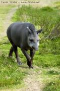 Tapirus terrestris