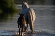 Cavall i Poltre (Equus caballus)