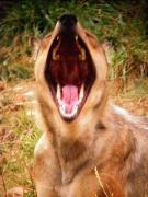El llop no està d'humor (Canis Lupus)