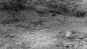 Fotoparany al Montsec: Mascle i femella de cabirol