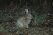 Conill (Oryctolagus cuniculus) Conejo