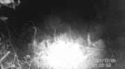 Fotoparany a la Vall d'Àger: Conill escrutant dret l'entorn de nit