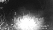 Fotoparany a la Vall d'Àger: Conill menjant de nit