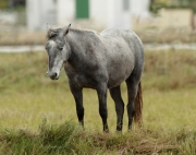 Cavall del Canyissar