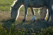 Cavall de la Camarga i Esplugabous (Bubulcus ibis)