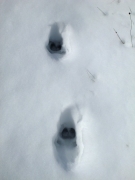 Petjades de Porc senglar a la neu (Sus scrofa)