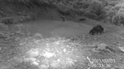Fotoparany al Montsec: Còpula de senglars