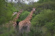 Girafa ( Giraffa camelopardalis)