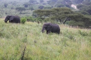Elefant africà de sabana (Loxodonta africana)