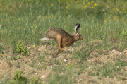Liebre