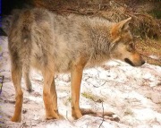 Textures 15, Llop (Canis lupus)