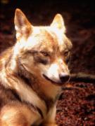 Llop (Canis lupus)