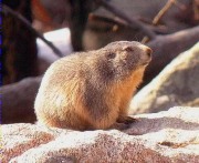 Textures 12, Marmota comú (Marmota marmota)