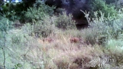 Fotoparany a la Vall d'Àger: Femella de senglar seguida per garrins de dia 2/2