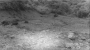 Fotoparany al Montsec: Senglar banyant-se