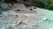 Fotoparany al Montsec: Grup de senglars amb només fang a la bassa al capvespre
