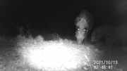 Fotoparany al Montsec: Grup de senglars amb vàries cries de nit