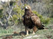 Àliga daurada adulta, águila real (Aquila chrysaetos)