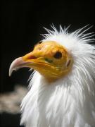 Aufrany, alimoche,percnoptère d'Égypte, egyptian vulture (Neophron percnopterus)