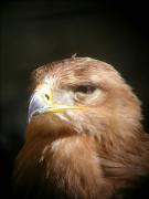 Àliga d'estepa,águila esteparia, Aigle des steppes (Aquila nepalensis)