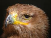 Àguila d'estepa, águila esteparia, aigle des steppes (Aquila nepalensis)