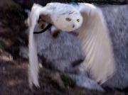 Duc blanc, búho blanco, chouette harfang, snowy owl (Nyctea scandiaca)