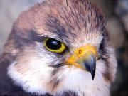 Falcó llaner, halcón borni, faucon lanier(Falco biarnicus)