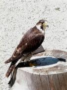 Falcó pelegrí , halcón comun, faucon pèlerin(Falco peregrinus)