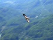 Falco cherrug x Falco peregrinus en vol