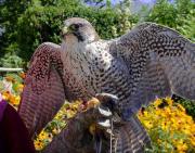 Falco cherrug x Falco peregrinus