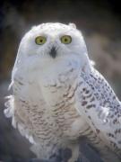Duc blanc, búho nival, chouette harfang, snowy owl (Nyctea scandiaca)