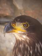Aguila calva, Pygargue americain, Bald eagle (Haliaeetus leucocephalus)