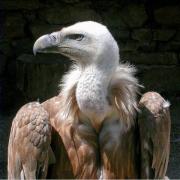 Voltor comú, Buitre leonado, vautour fauve (Gyps fulvus)
