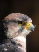 Falcó llaner, halcon borní, faucon lanier, lanner (Falco biarmicus)