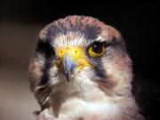 Falcó llaner, halcón borní, faucon lanier (Falco biarnicus)