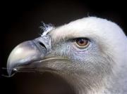 Voltor comú, buitre común, vautour fauve, griffon vulture (Gyps fulvus)