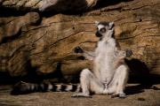 Lèmur de cua anellada (Lemur catta)